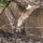REALTREE EDGE_34