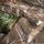 REALTREE EDGE_40
