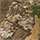 Realtree Apx