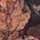 Mossy Oak Country Break Up