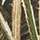 Mossy Oak Shadow Grass