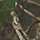 Realtree APX