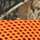 Mossy Oak Country/ Neon Orange