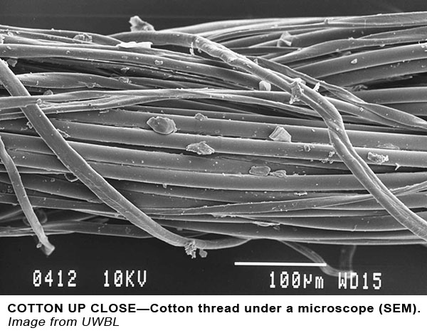 Ringspun vs Regular Cotton